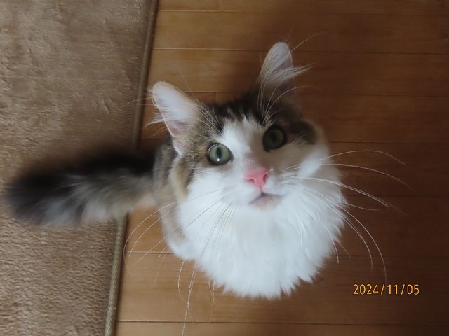 見上げる猫さん