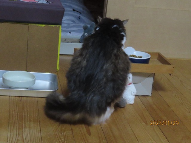ウエット