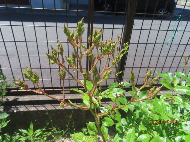 バレリーナ蕾