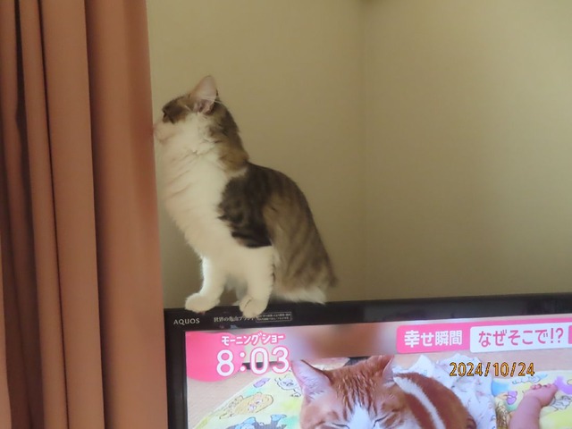 テレビ②