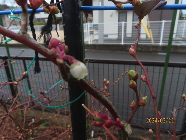 サミット①開花