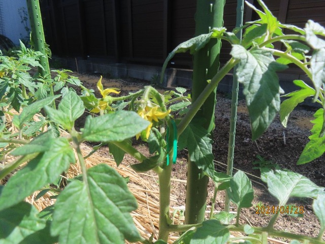 成長テンガない