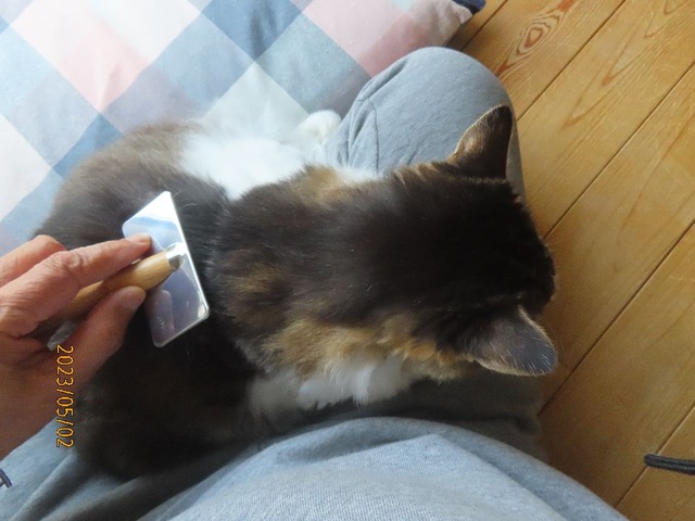 ブラッシング②