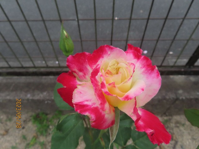 ダブルデライト