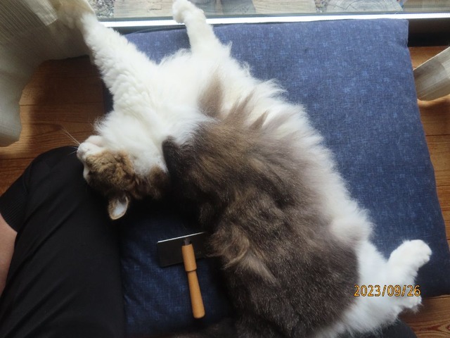 ブラッシング①