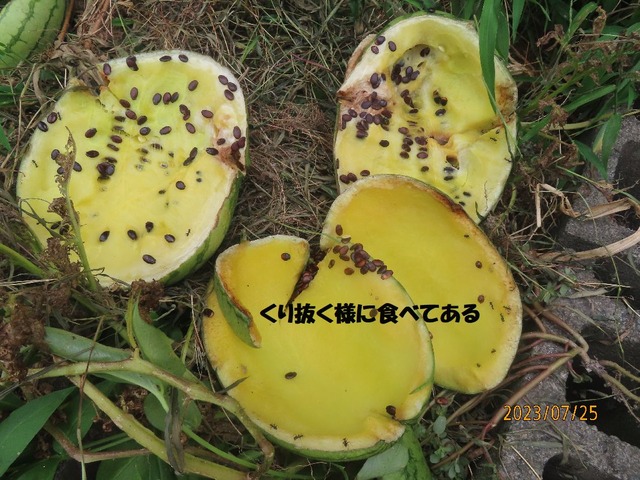 くり抜く様に食べてある