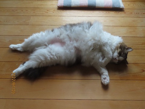 ただいま