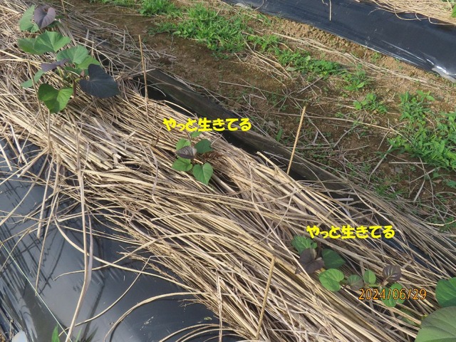 なんとかいきてる