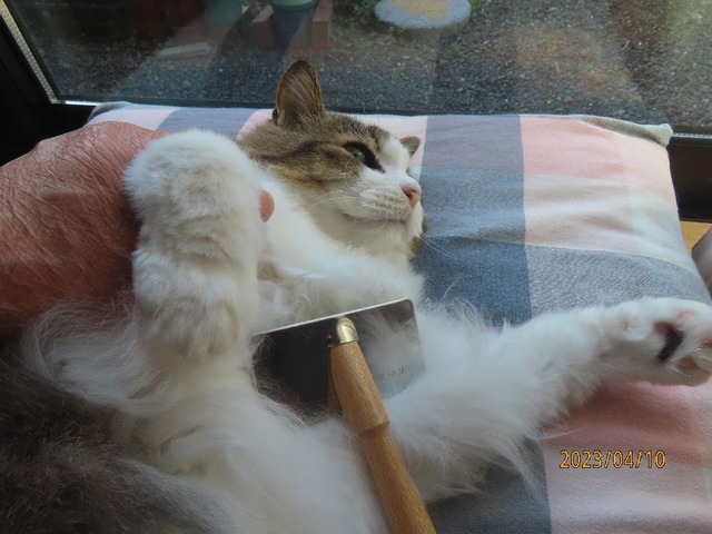 ブラッシング①