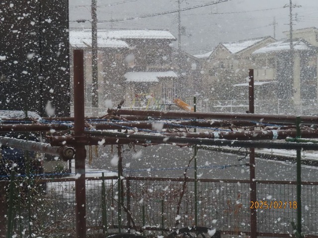 三時半庭雪②