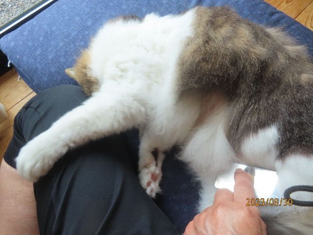 ブラッシング③