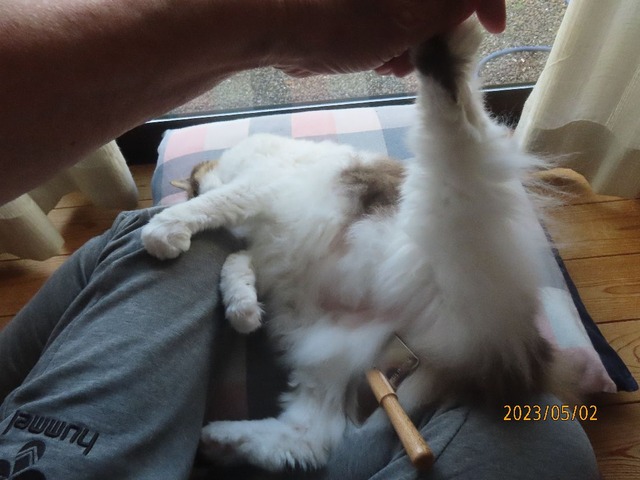 ブラッシング④