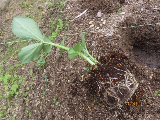 植え付け③苗良好