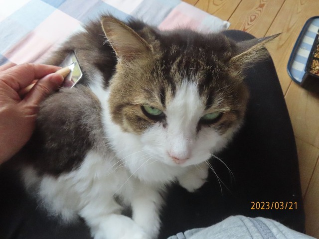 ブラッシング⑥