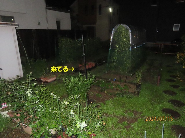 ハクビシン①