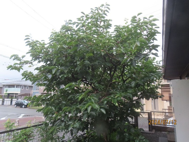 柿の木