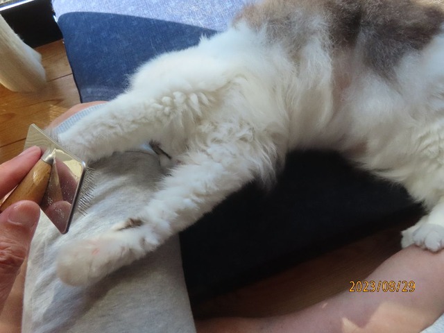 ブラッシング③