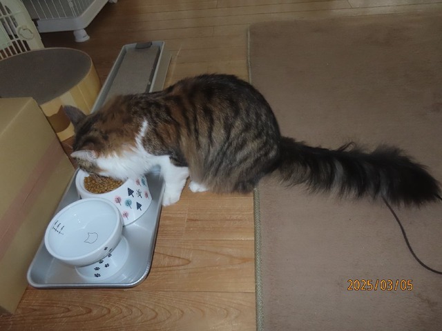 朝ゴハン八時過ぎ