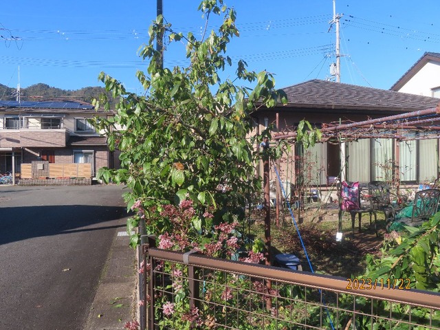 ロウバイ剪定