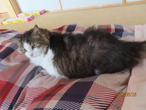 起きたらどうじゃ