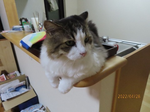 キッチン④お盆