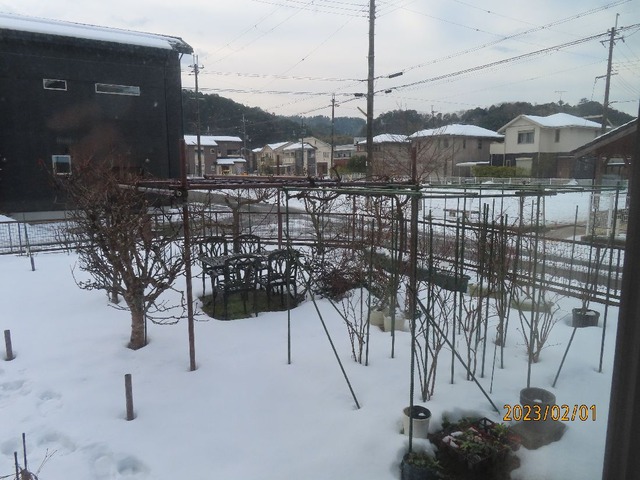 朝の庭