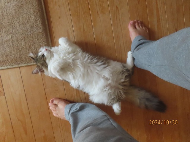 食後ころりん①