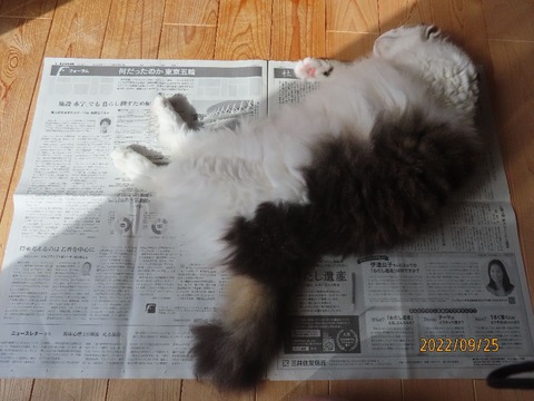 新聞