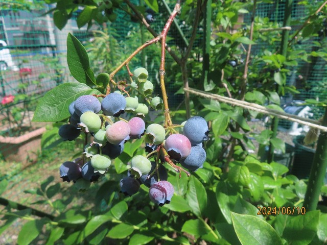 ブルーベリー①