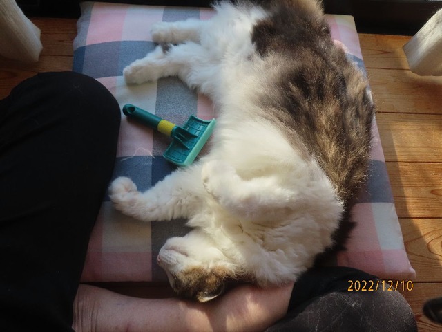 ブラッシング①