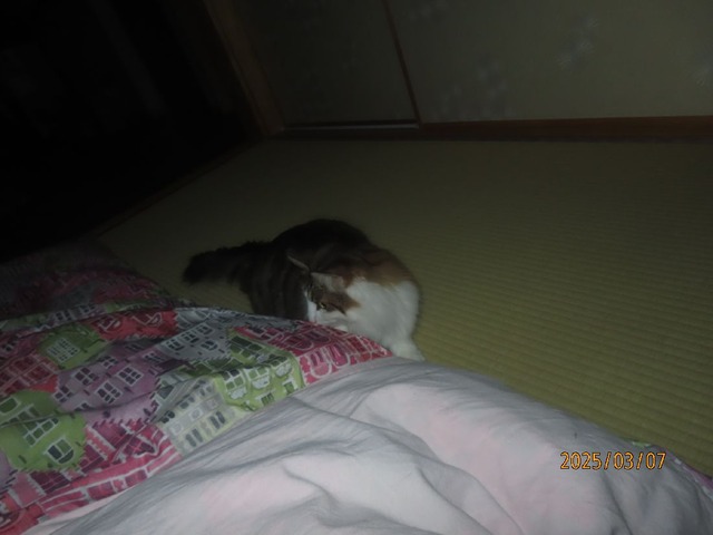 来ました