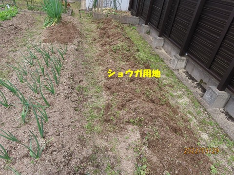ショウガ用地掘り起こし