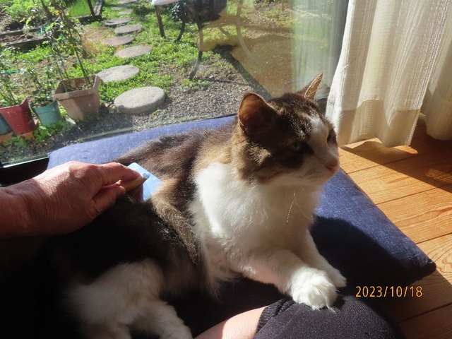 ブラッシング①