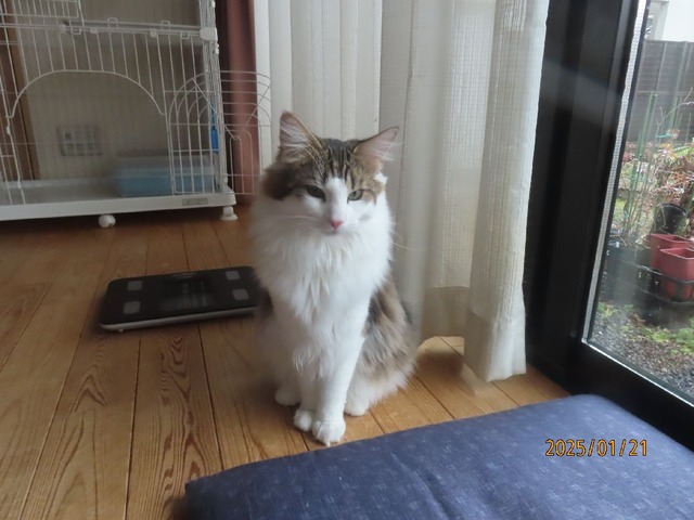 ええかげんにして