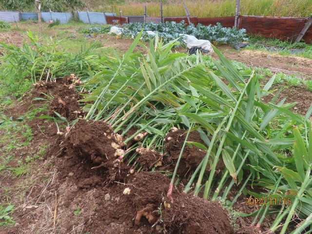 ショウガ掘り起こし