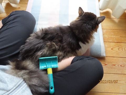 ブラッシング①