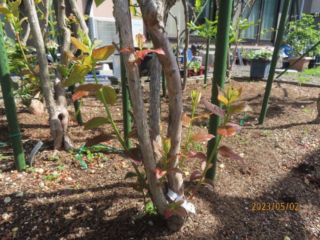 スパルタンシュート