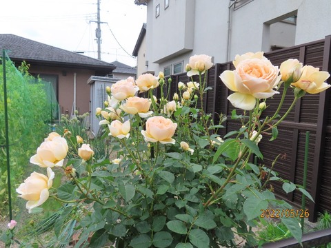 ジュード①