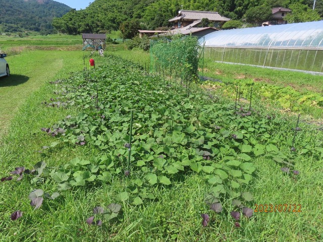 二十二日畑サツマイモ