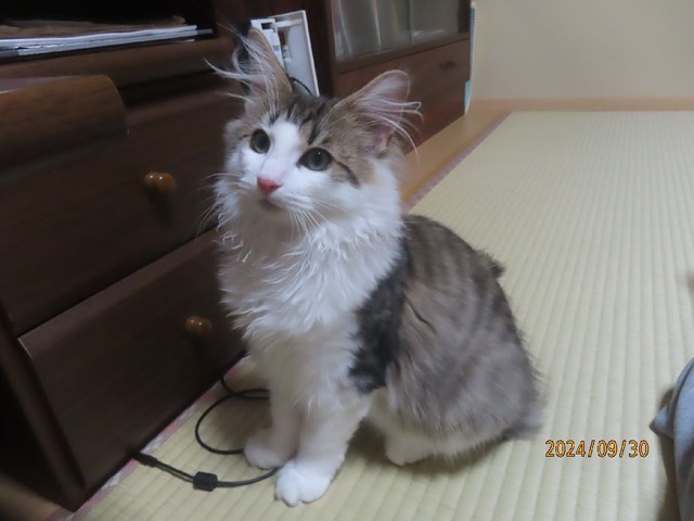 落ち着いた?
