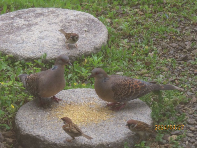 キジバトとスズメ