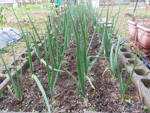 タマネギ追肥中耕