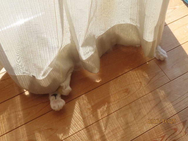 おもちゃ遊び③