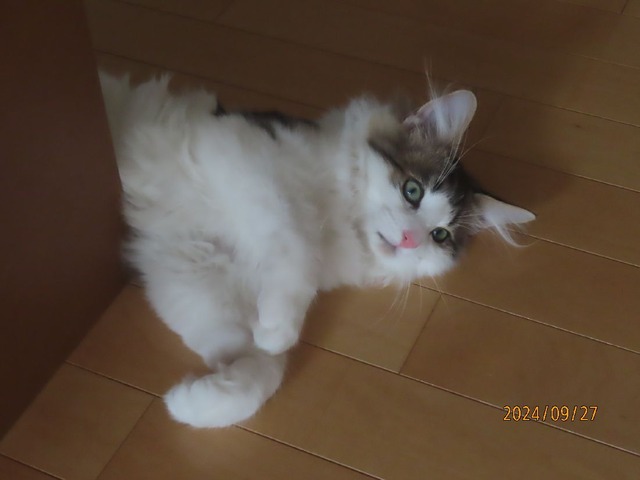 キッチンころりん