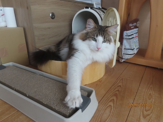 ボウル②