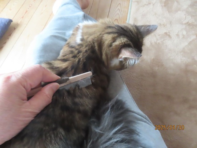 ブラッシング①