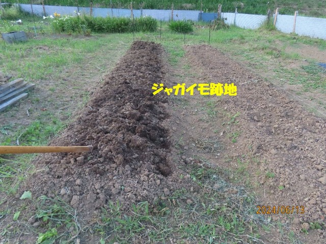 サツマイモ予定地