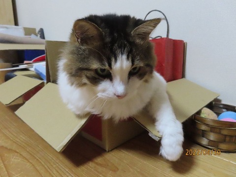 箱入