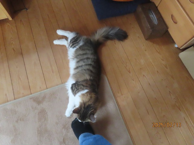 おかえりスリスリ