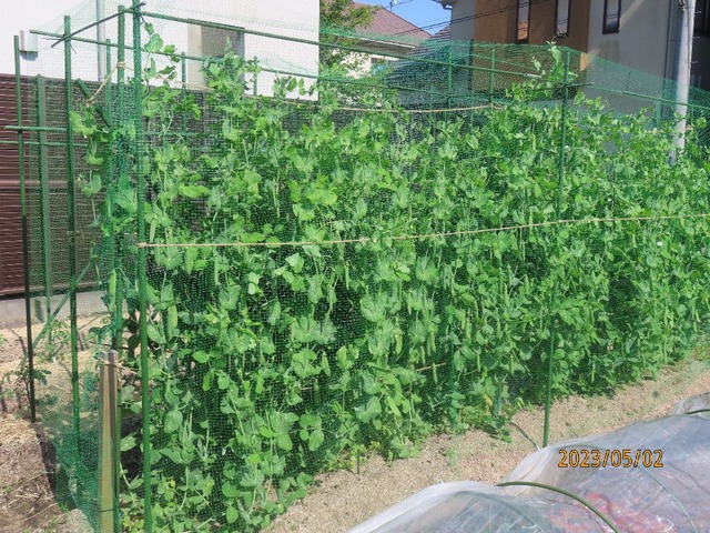 エンドウネット